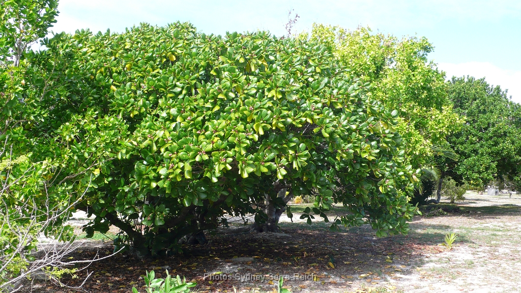 Vegetation sur l ilot Amedee.JPG - Végétation sur l'îlot Amédée. Août 2014